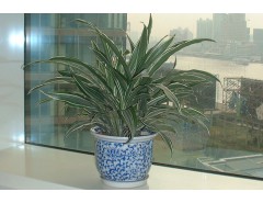 宁波植物租赁  热线:15867211769