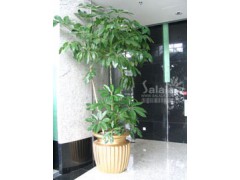 宁波植物租赁 热线：1