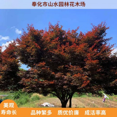 中国红枫图2