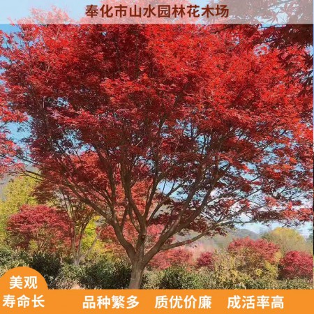 中国红枫图3
