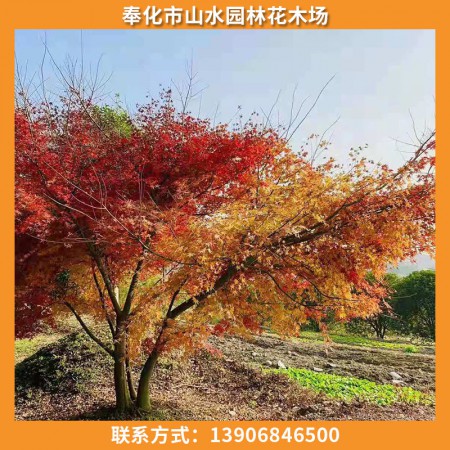 鸡爪槭图2