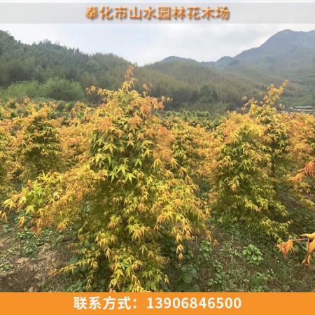 黄金枫图2