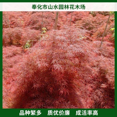 青龙羽毛枫图2