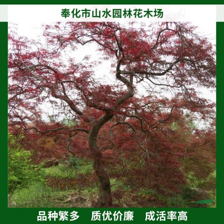 青龙羽毛枫图3