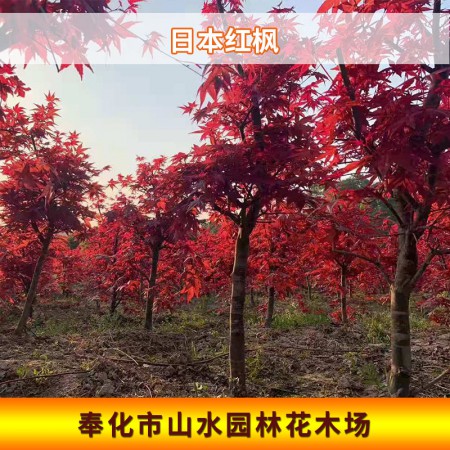 日本红枫图2