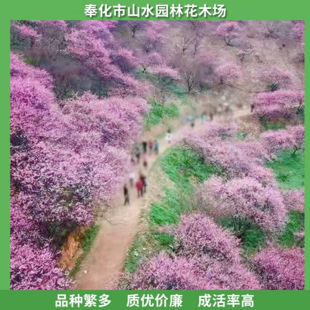 红梅价格图2