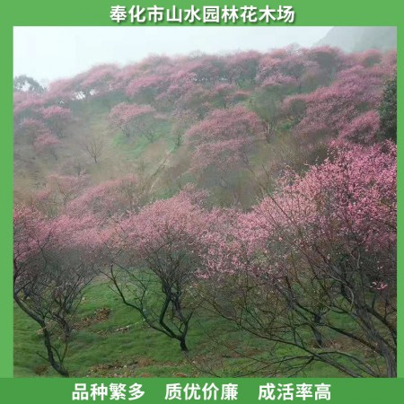 红梅价格图3