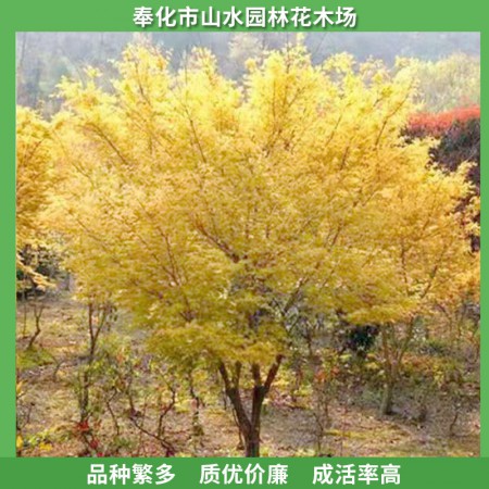 赤枫价格图2