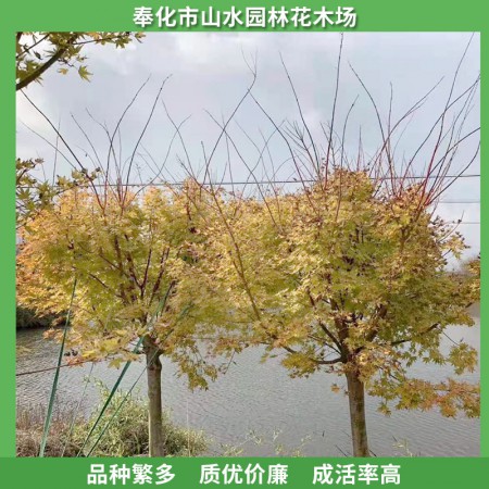 赤枫价格图3