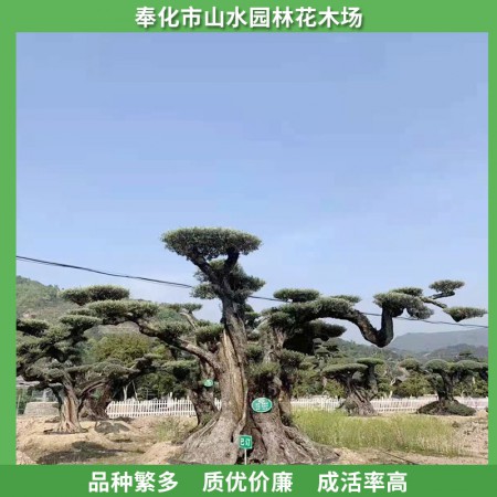 橄榄树价格图3