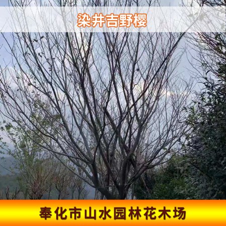 染井吉野樱价格图2