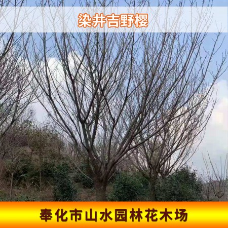 染井吉野樱价格图3