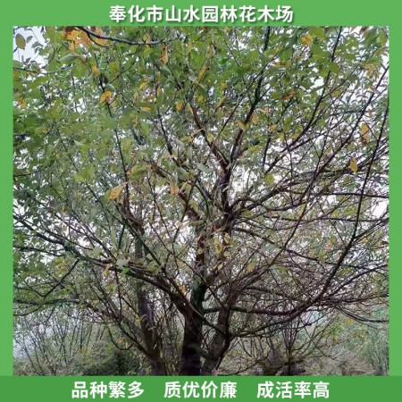 日本晚樱价格图2