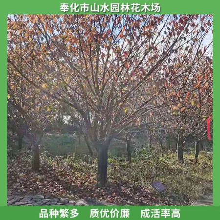 日本晚樱价格图3