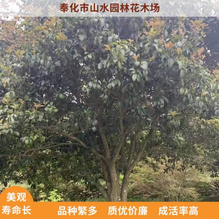 四季桂价格图2