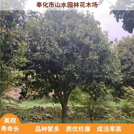 四季桂价格图3