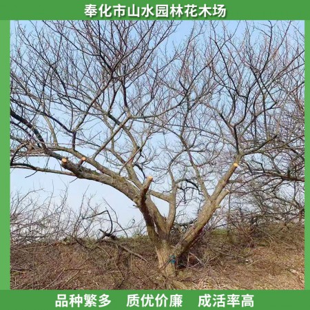 白梅价格图2