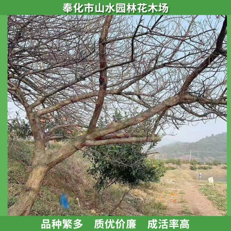 白梅价格图3