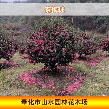 茶梅球图2