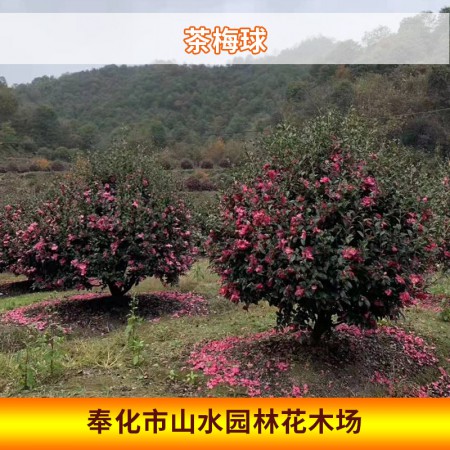 茶梅球图3