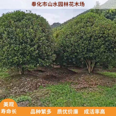 金桂树图3