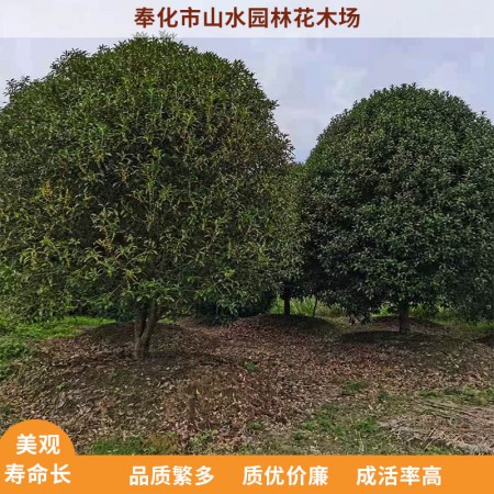 金桂价格图3