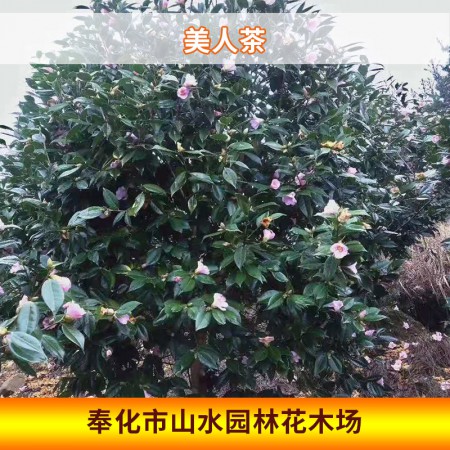 美人茶图2