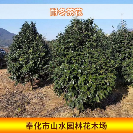 耐冬茶花图2
