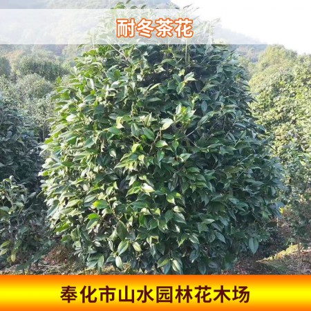 耐冬茶花图3