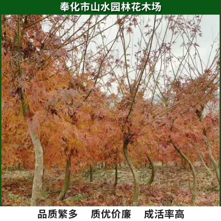 羽毛枫图2