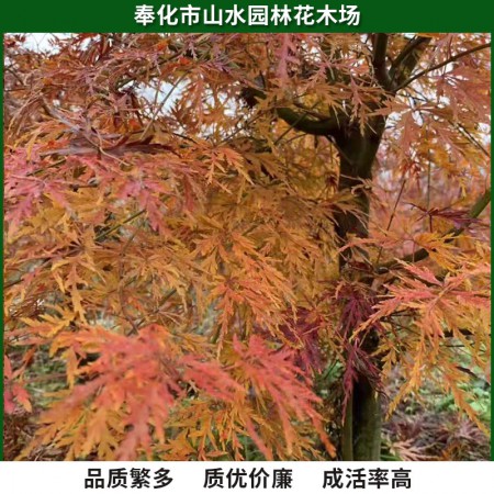 羽毛枫图3